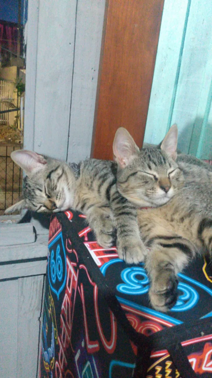 Gato ra a SRD-ViraLata idade 2 anos nome nezuko e yato
