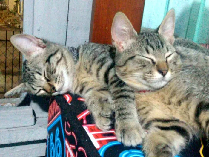Gato ra a SRD-ViraLata idade 2 anos nome nezuko e yato