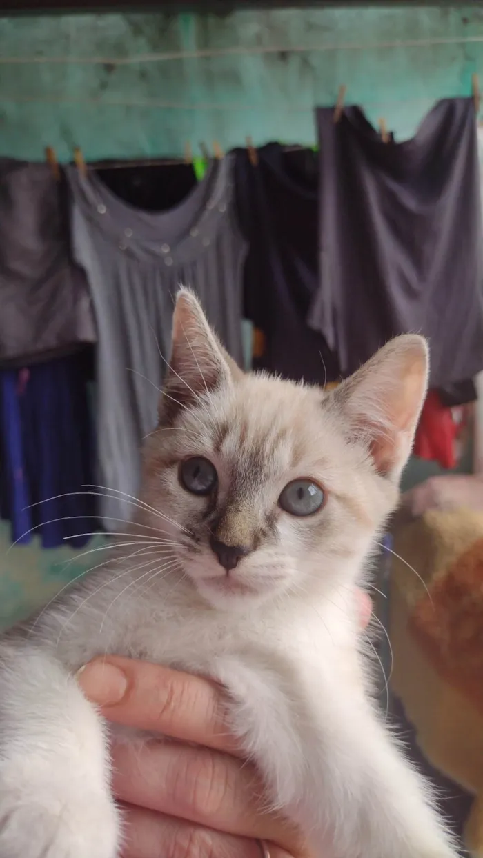 Gato ra a SRD-ViraLata idade 2 a 6 meses nome Filhotes