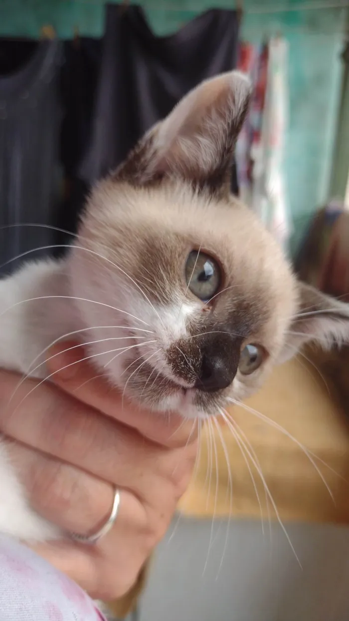 Gato ra a SRD-ViraLata idade 2 a 6 meses nome Filhotes