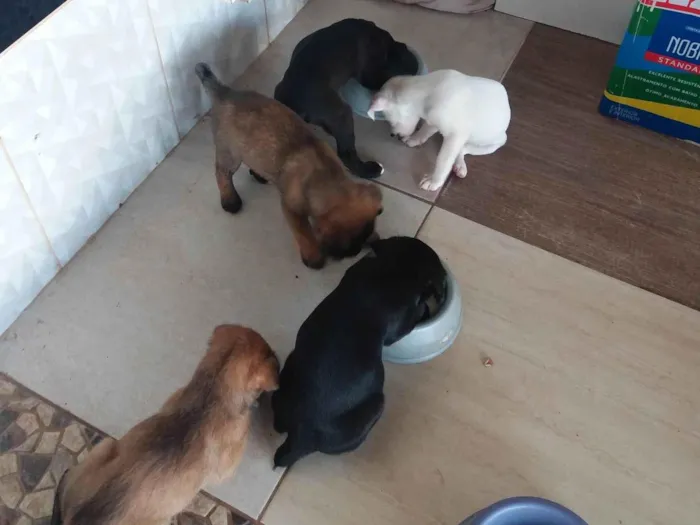 Cachorro ra a SRD-ViraLata idade Abaixo de 2 meses nome Pretinho 