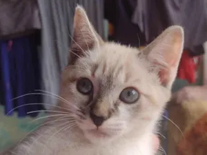 Gato raça SRD-ViraLata idade 2 a 6 meses nome Filhotes