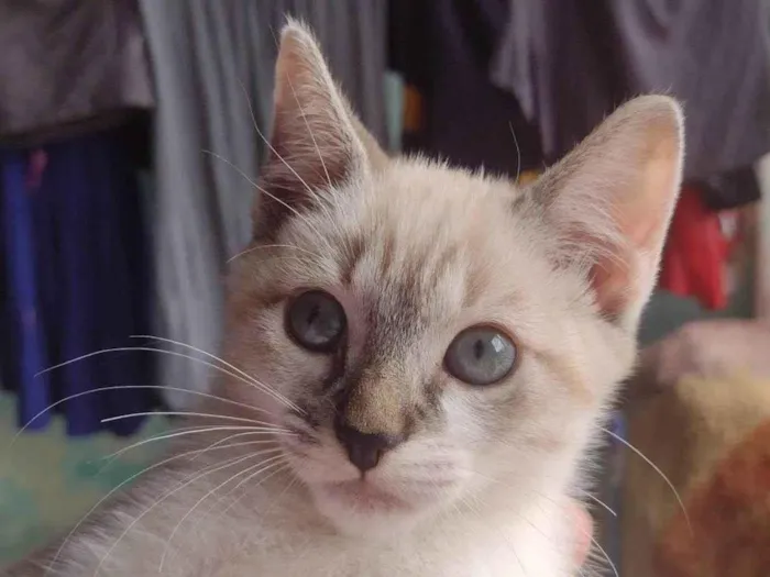Gato ra a SRD-ViraLata idade 2 a 6 meses nome Filhotes