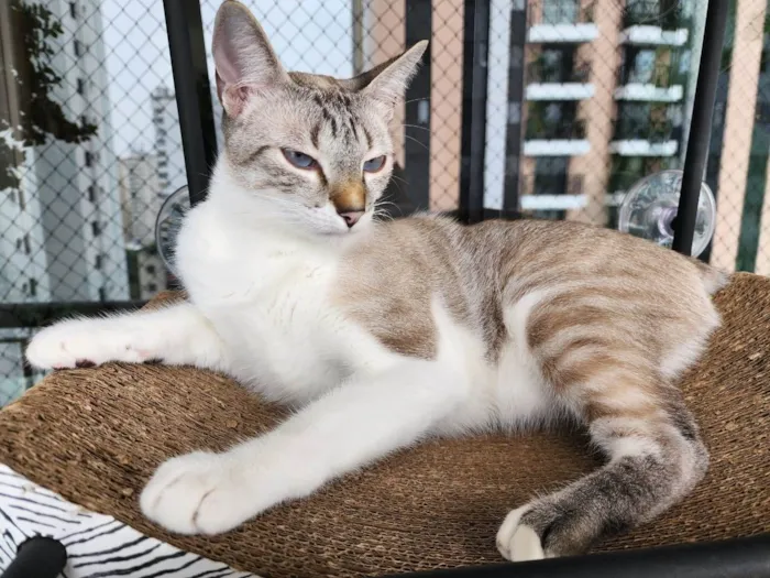 Gato raça SRD-ViraLata idade 2 anos nome Neruda
