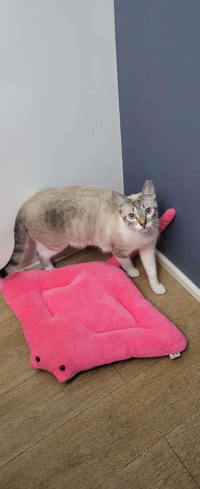 Gato raça SRD-ViraLata idade 2 anos nome Neruda