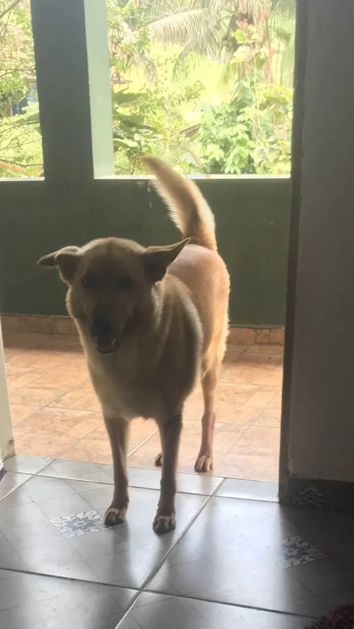 Cachorro ra a SRD-ViraLata idade 1 ano nome Garota