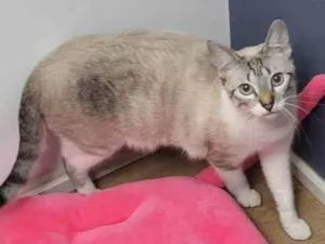 Gato raça SRD-ViraLata idade 2 anos nome Neruda