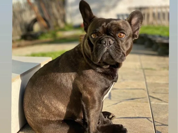 Cachorro ra a Bulldog francês  idade 2 anos nome GRATIFICA - Melitta