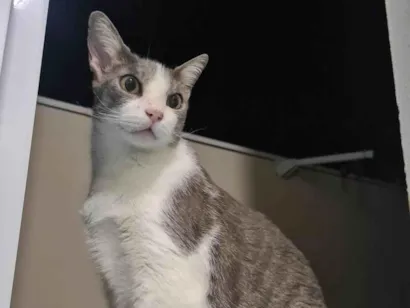 Gato raça SRD idade 6 ou mais anos nome MEL