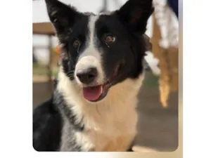 Cachorro raça Border collie idade Abaixo de 2 meses nome Amora 