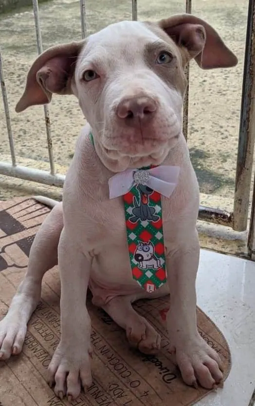 Cachorro ra a Pitbull idade 2 a 6 meses nome Luna e kalebe