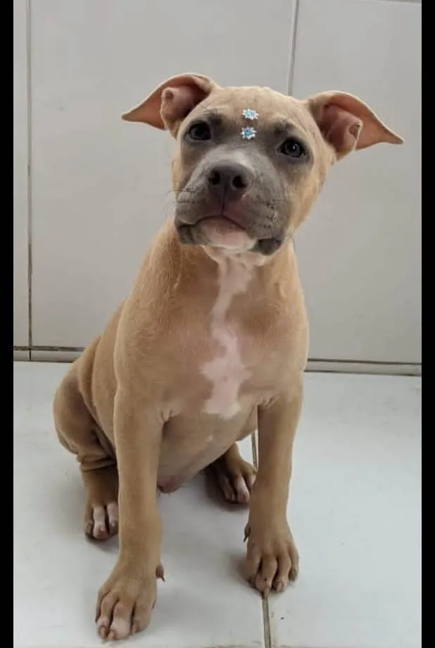 Cachorro ra a Pitbull idade 2 a 6 meses nome Luna e kalebe