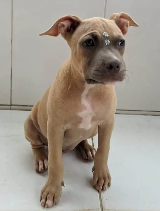 Cachorro ra a Pitbull idade 2 a 6 meses nome Luna e kalebe