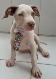 Luna e kalebe
