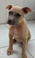 Luna e kalebe