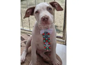 Cachorro raça Pitbull idade 2 a 6 meses nome Luna e kalebe