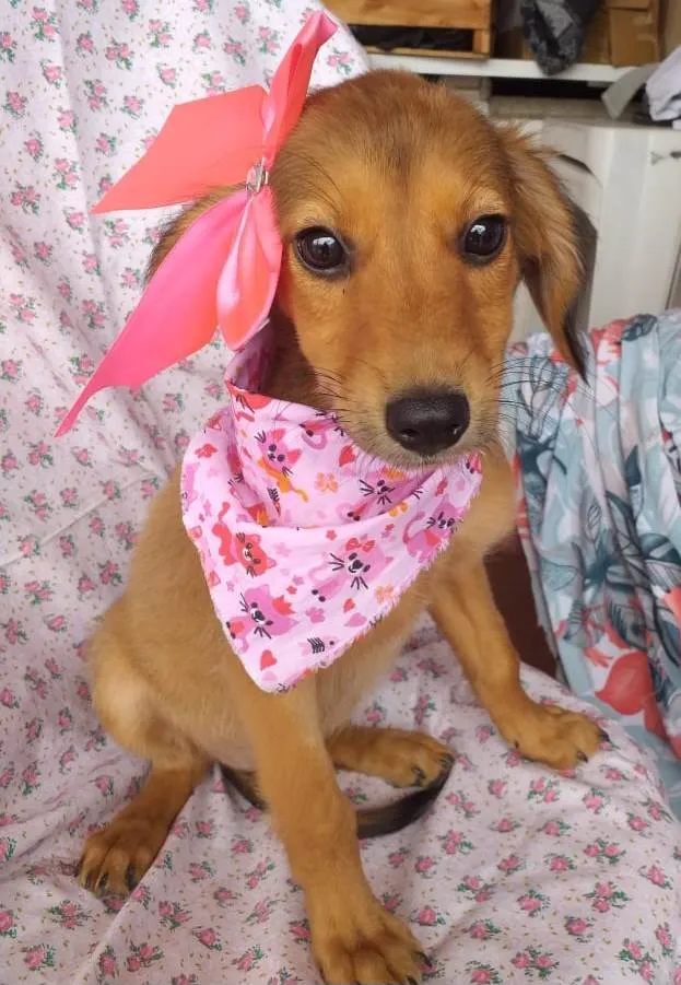 Cachorro ra a Srd idade 2 a 6 meses nome Melissa