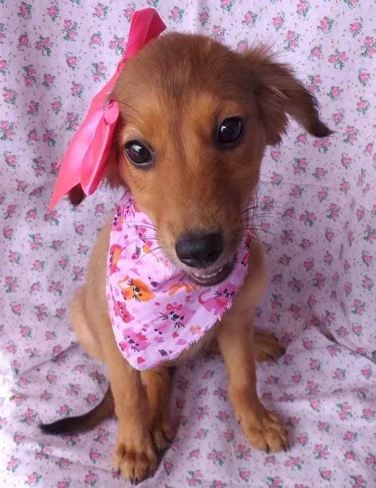 Cachorro ra a Srd idade 2 a 6 meses nome Melissa
