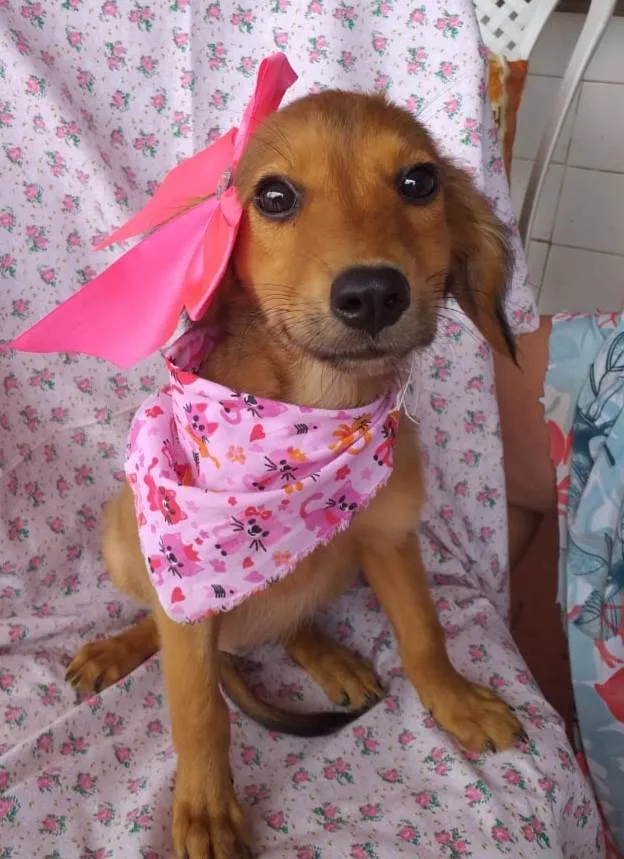 Cachorro ra a Srd idade 2 a 6 meses nome Melissa