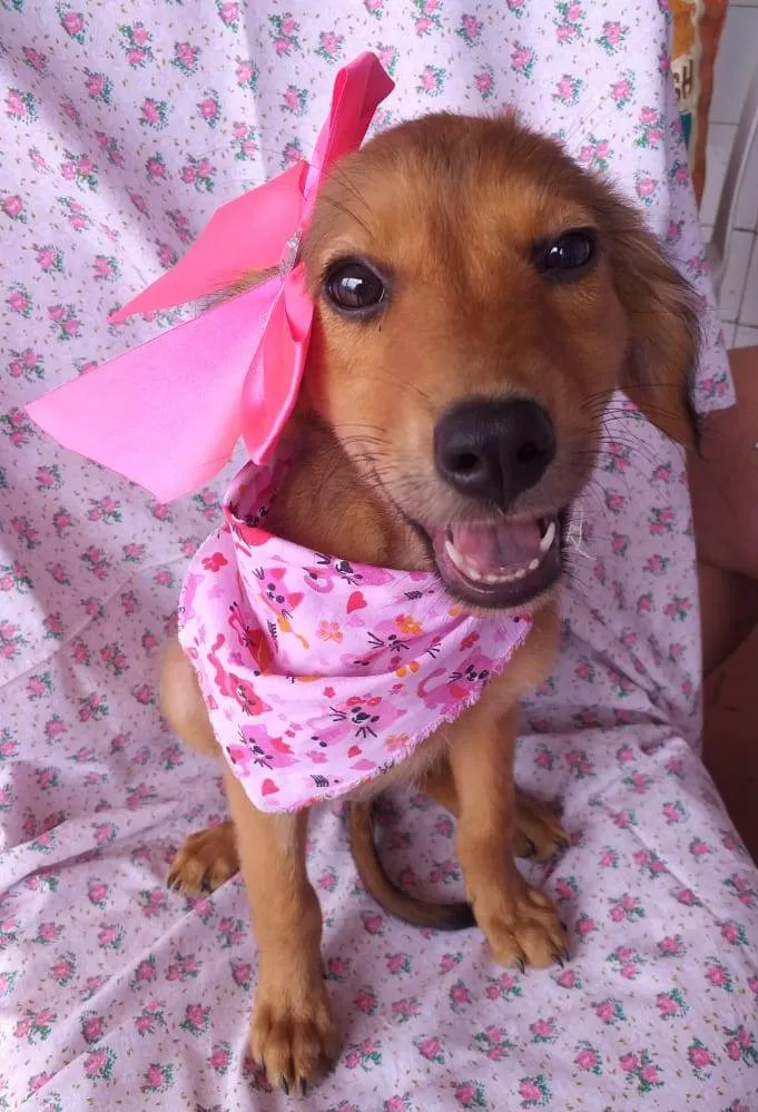 Cachorro ra a Srd idade 2 a 6 meses nome Melissa