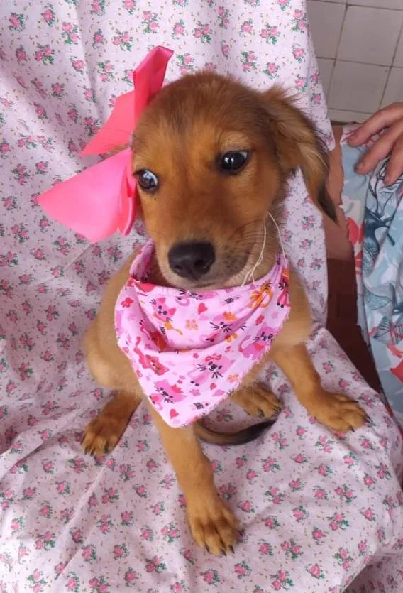 Cachorro ra a Srd idade 2 a 6 meses nome Melissa