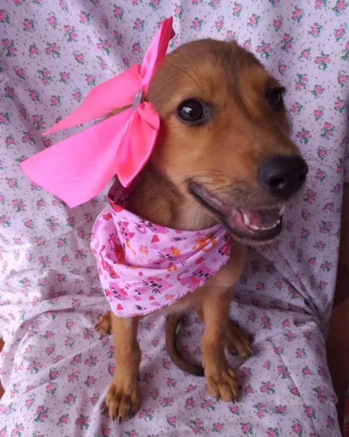 Cachorro ra a Srd idade 2 a 6 meses nome Melissa