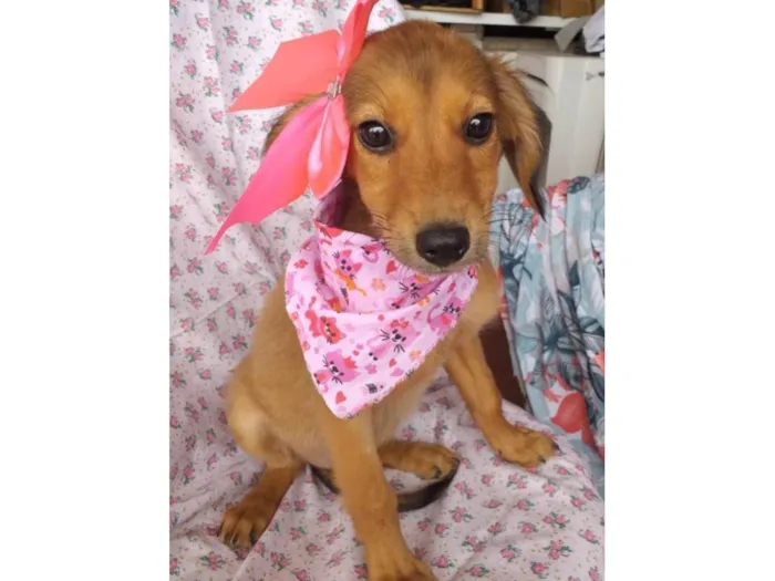 Cachorro ra a Srd idade 2 a 6 meses nome Melissa