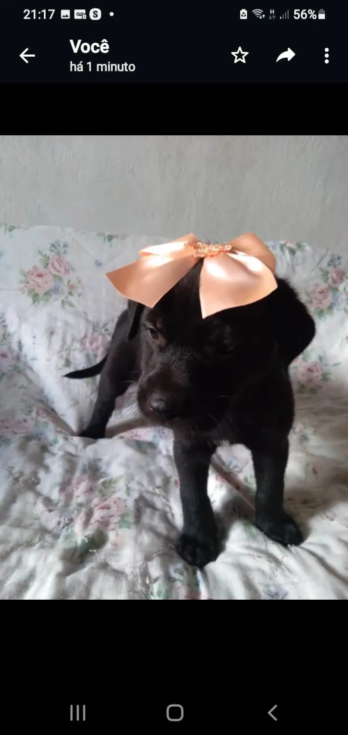 Cachorro raça Mestico com labrador idade 2 a 6 meses nome Filhotes caes mestico com labrador