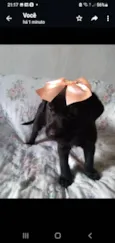 Filhotes caes mestico com labrador