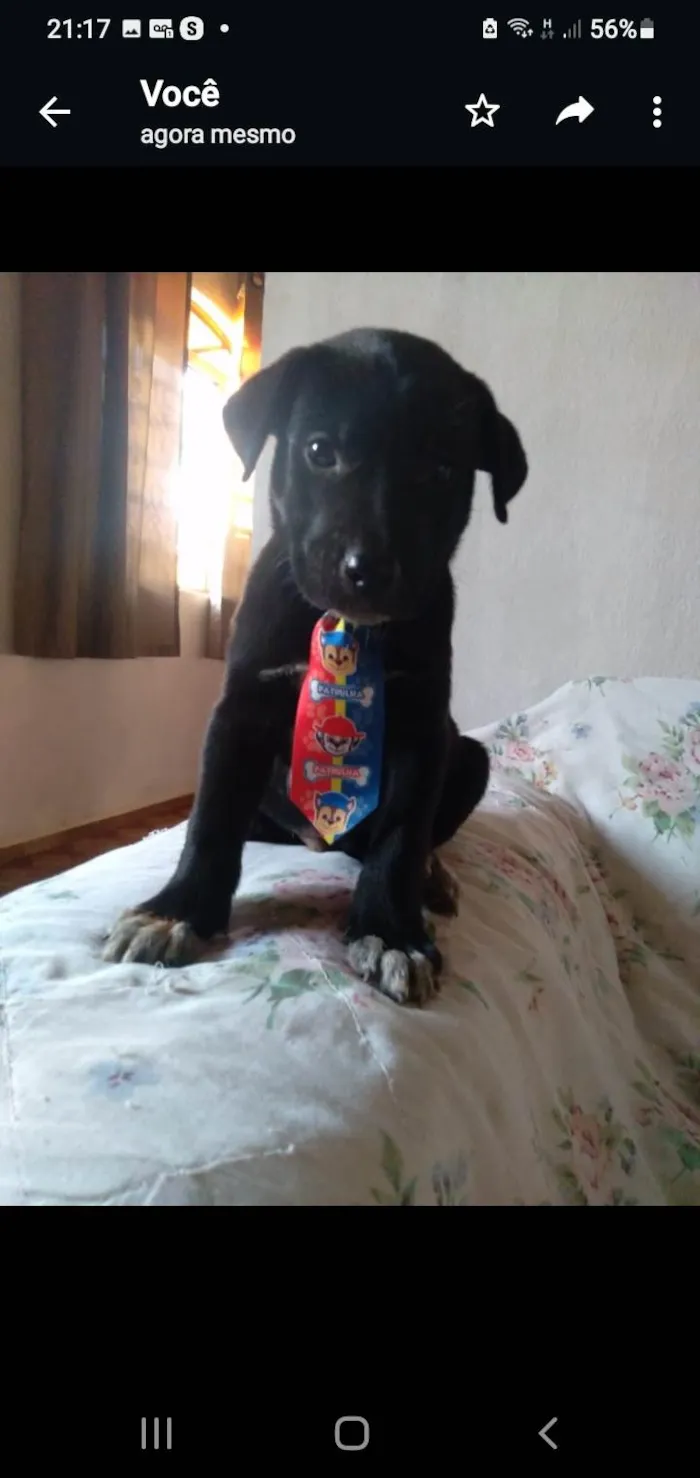 Cachorro raça Mestico com labrador idade 2 a 6 meses nome Filhotes caes mestico com labrador