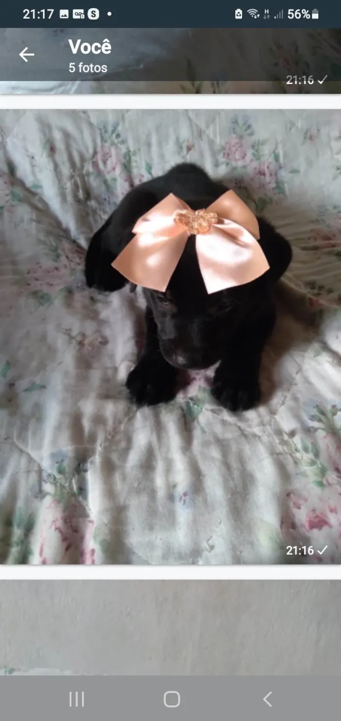 Filhotes caes mestico com labrador