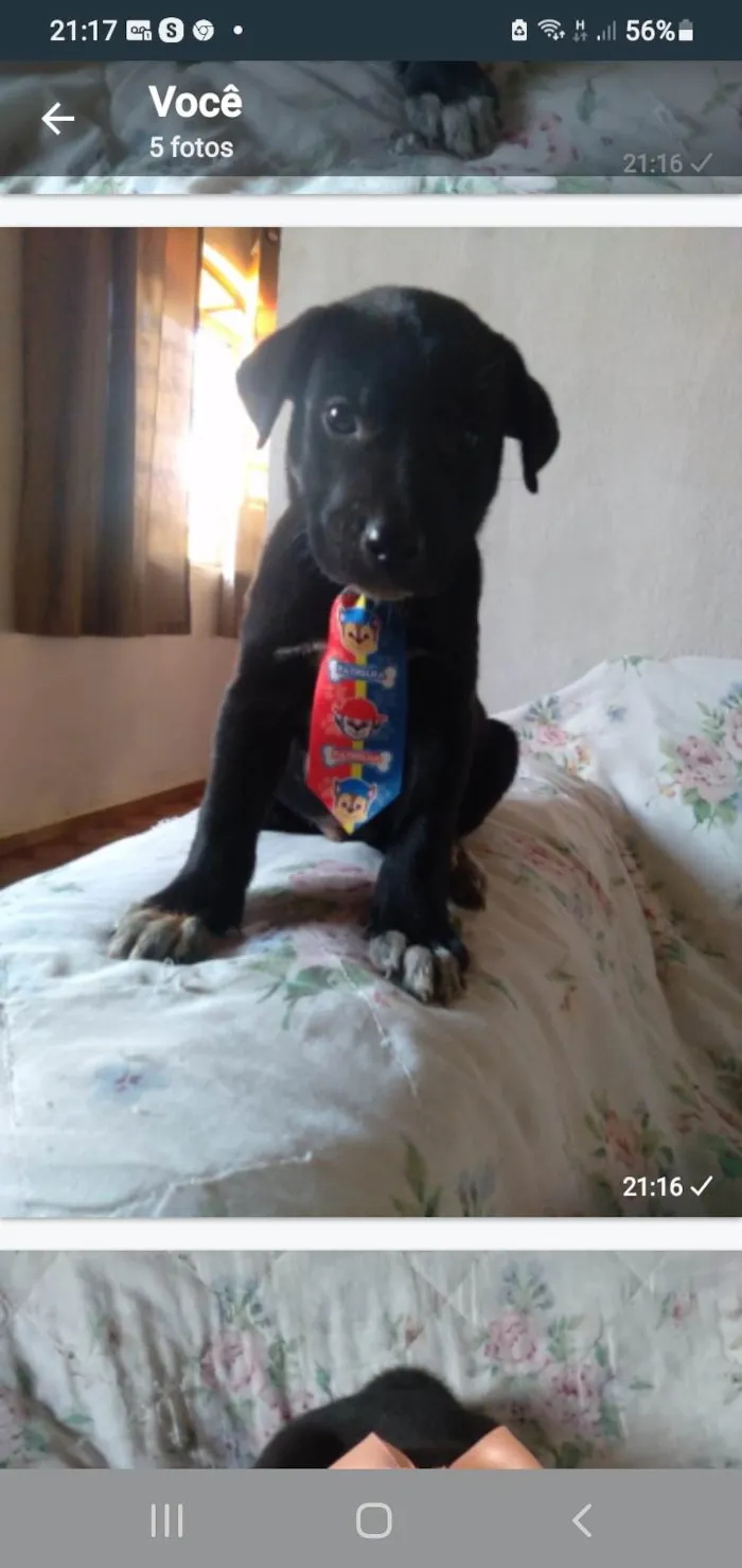 Cachorro raça Mestico com labrador idade 2 a 6 meses nome Filhotes caes mestico com labrador