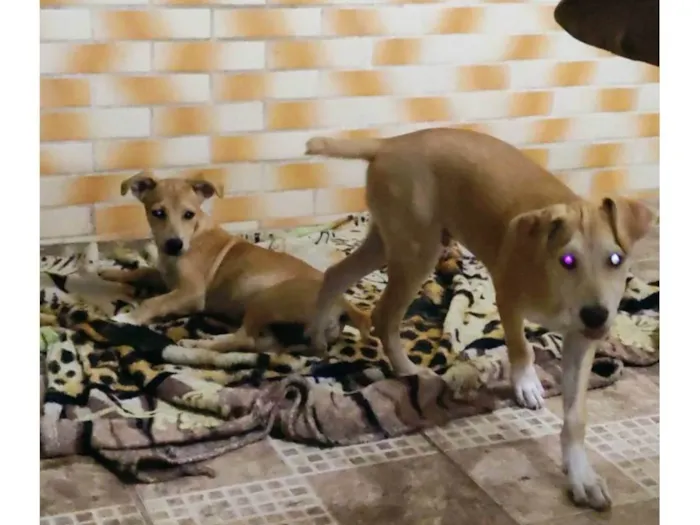 Cachorro ra a SRD-ViraLata idade 2 a 6 meses nome Pandora e Max 