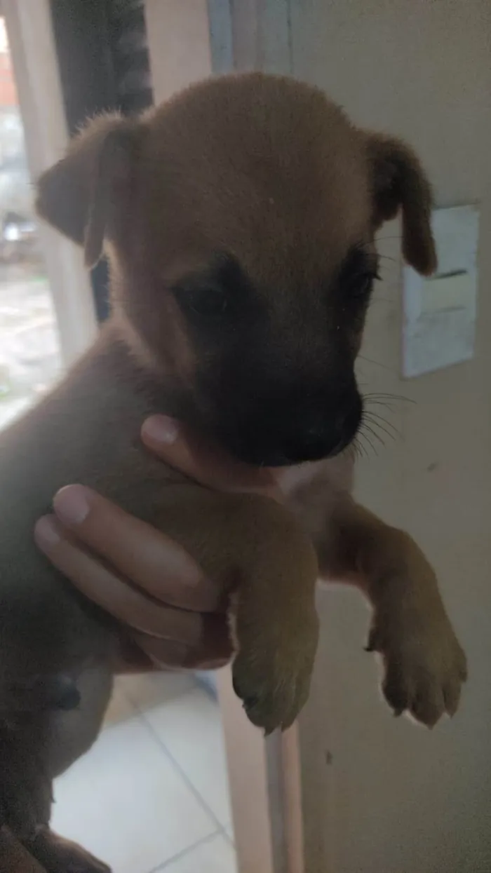 Cachorro ra a SRD-ViraLata idade Abaixo de 2 meses nome Gogu  e keyko