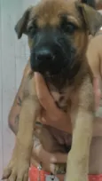 Gogu  e keyko