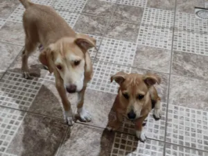 Cachorro raça SRD-ViraLata idade 2 a 6 meses nome Pandora e Max 