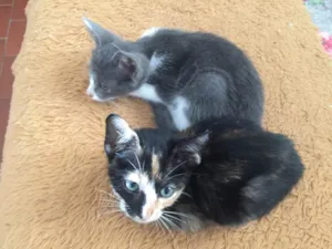 Gato raça  idade  nome Nomes variados são varios 