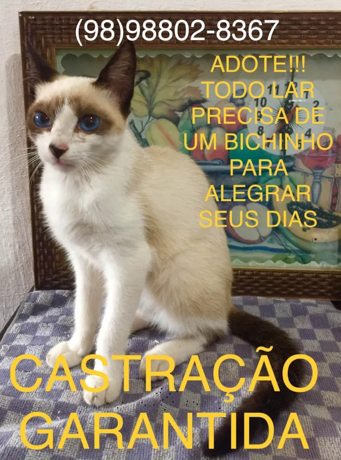 Gato ra a  idade  nome Nomes variados são varios 