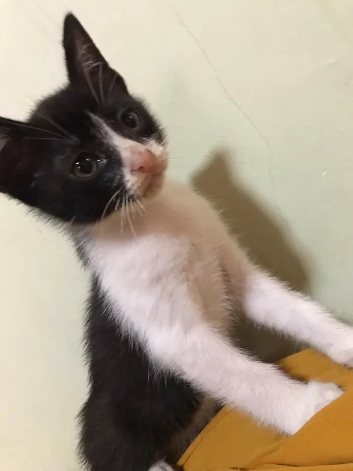 Gato raça  idade 2 a 6 meses nome Romeu