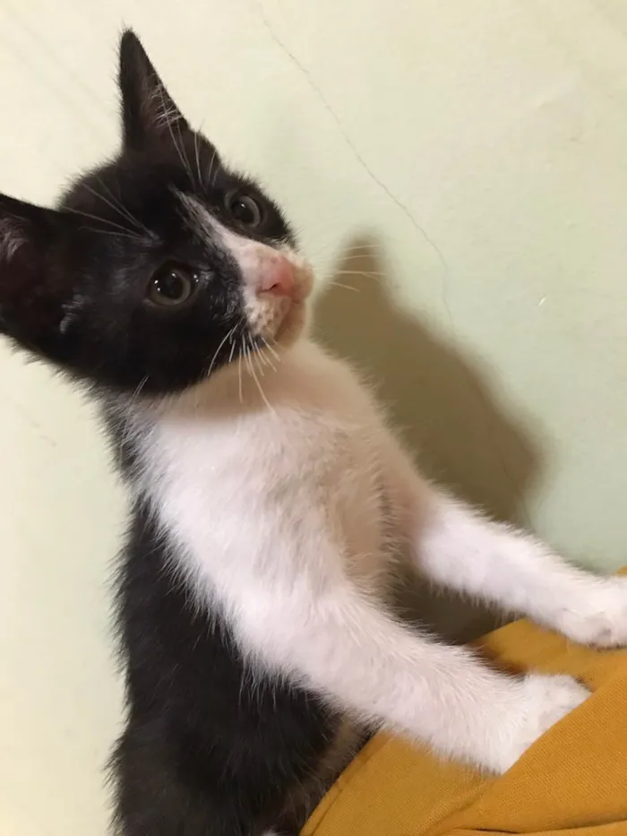 Gato raça  idade 2 a 6 meses nome Romeu