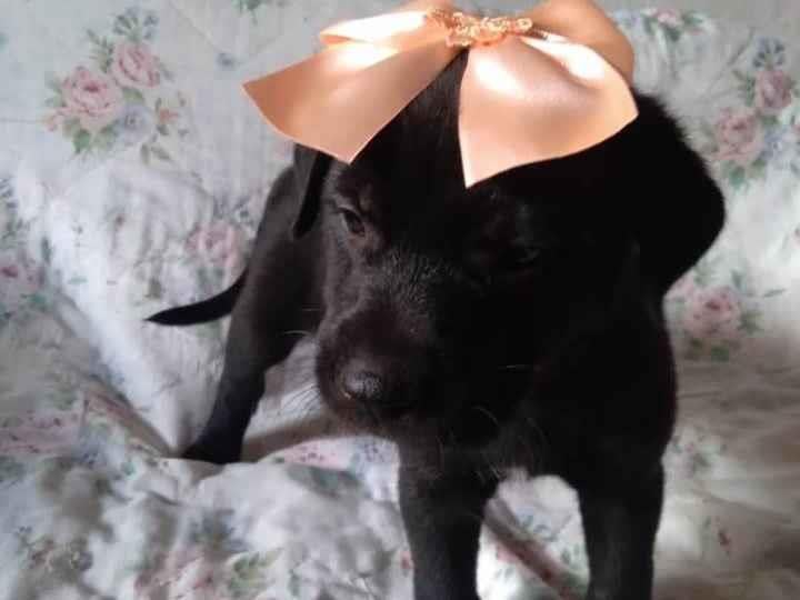 Cachorro raça Mestico com labrador idade 2 a 6 meses nome Filhotes caes mestico com labrador