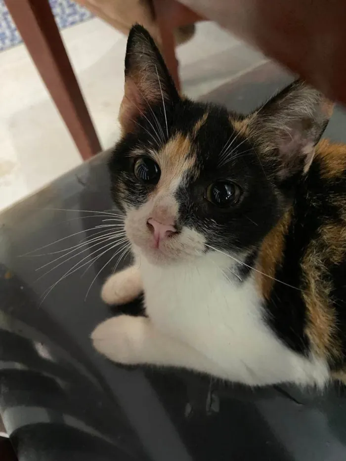 Gato raça  idade 2 a 6 meses nome Paola 