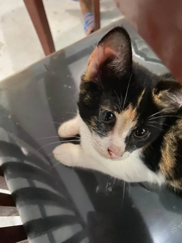 Gato raça  idade 2 a 6 meses nome Paola 