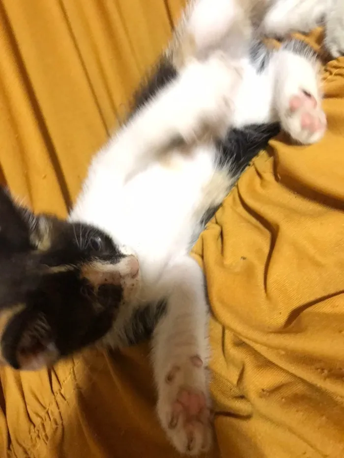 Gato raça  idade 2 a 6 meses nome Paola 
