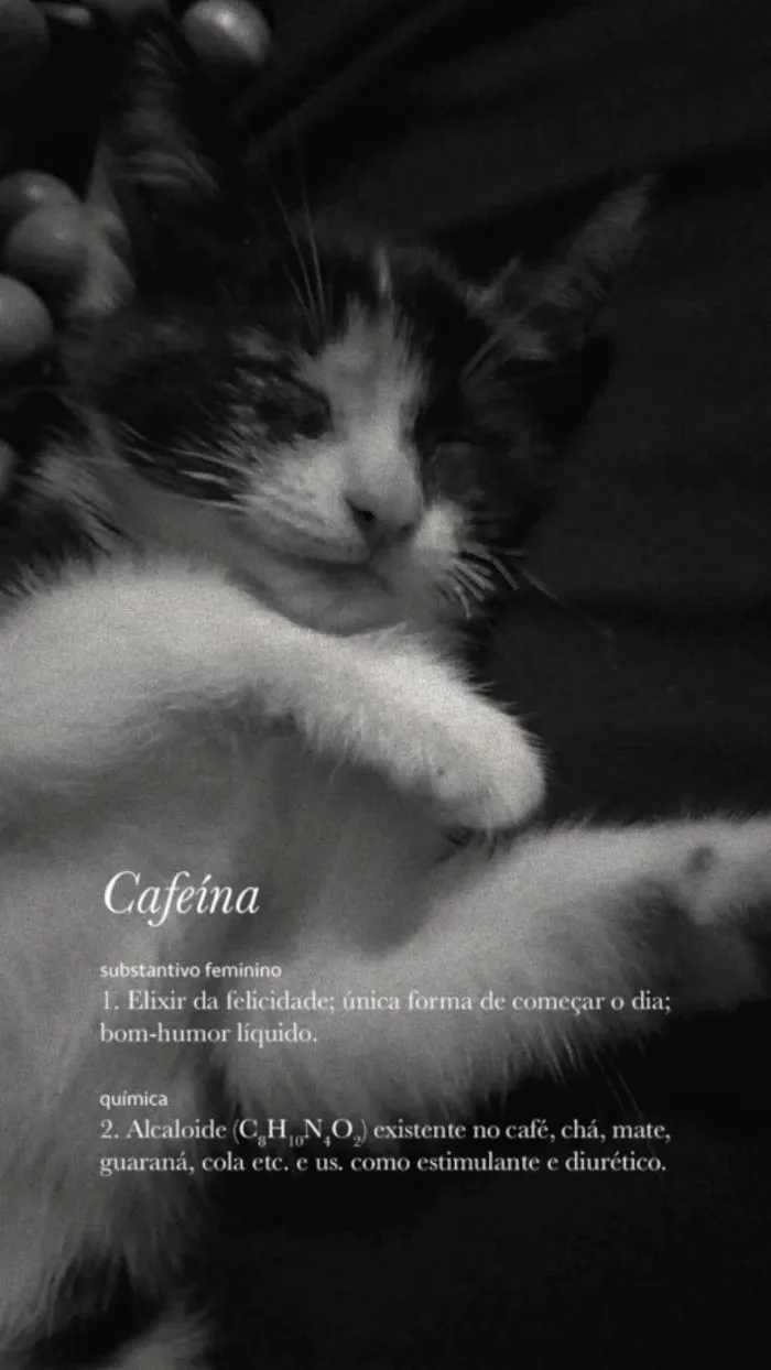 Gato raça  idade 2 a 6 meses nome Paola 