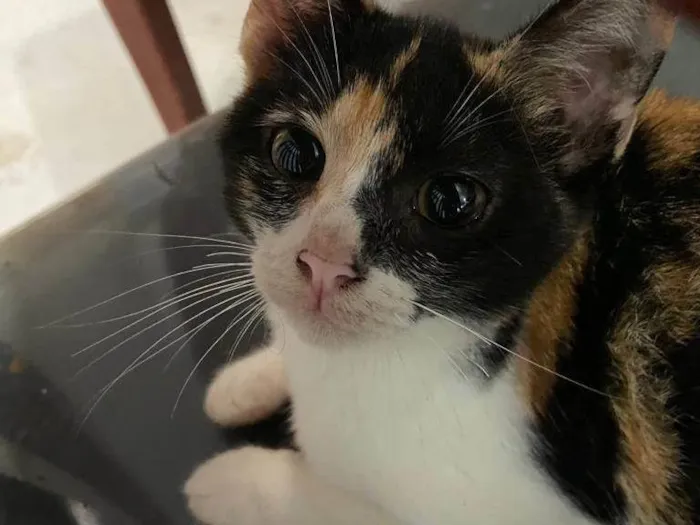 Gato raça  idade 2 a 6 meses nome Paola 