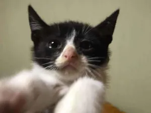 Gato raça  idade 2 a 6 meses nome Romeu