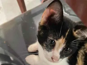 Gato raça  idade 2 a 6 meses nome Paola 