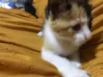 Paulinha 