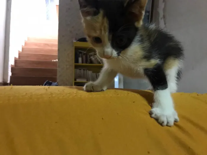 Gato raça  idade 2 a 6 meses nome Paulinha 